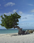 Aruba eSIM — Travel Data Plan
