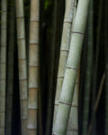 Asia — travel destination