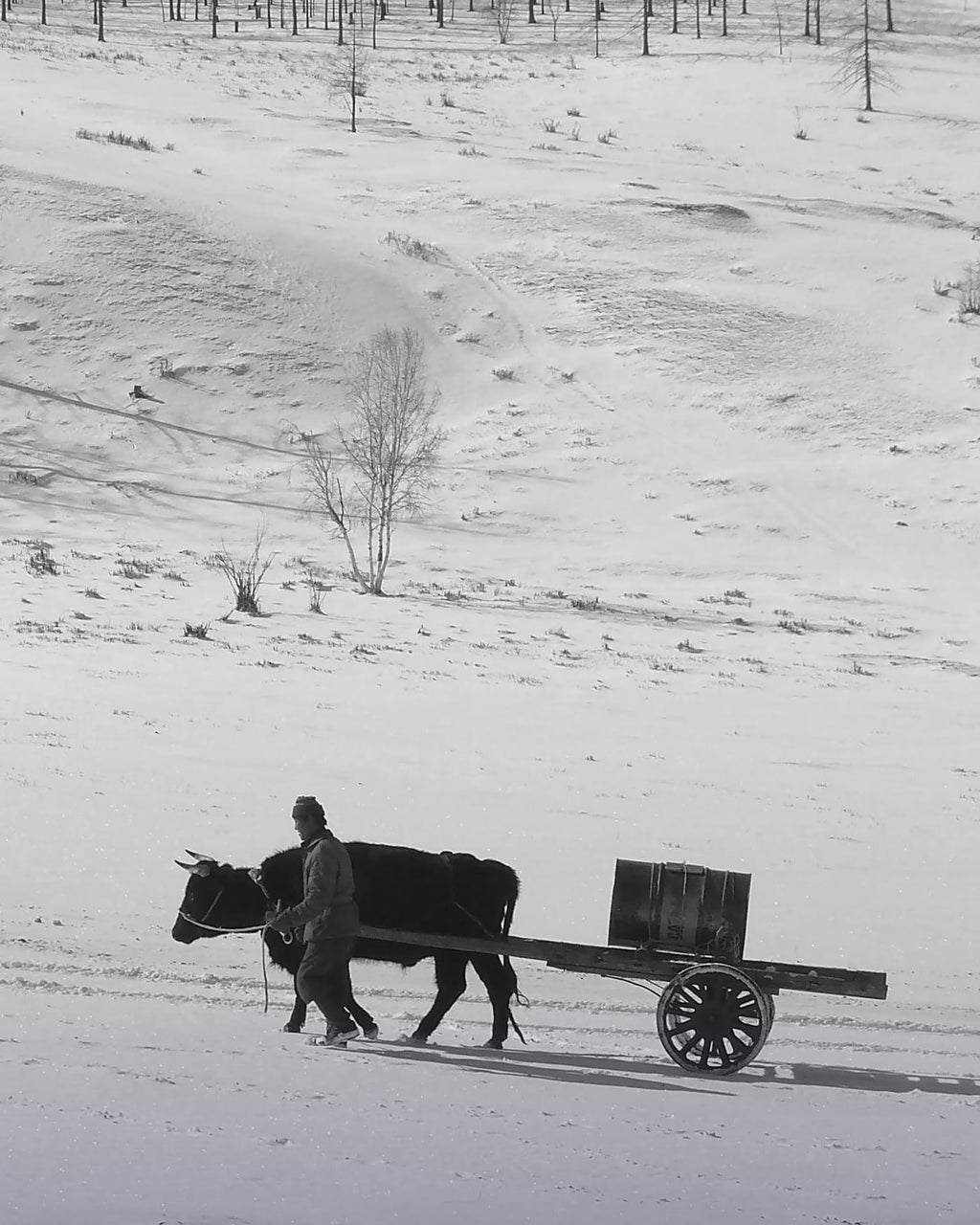 Mongolia eSIM — Travel Data Plan